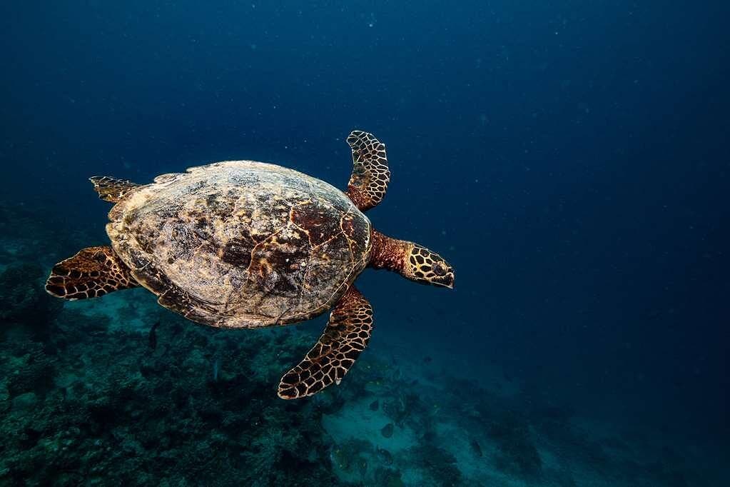 noku-maldives-13