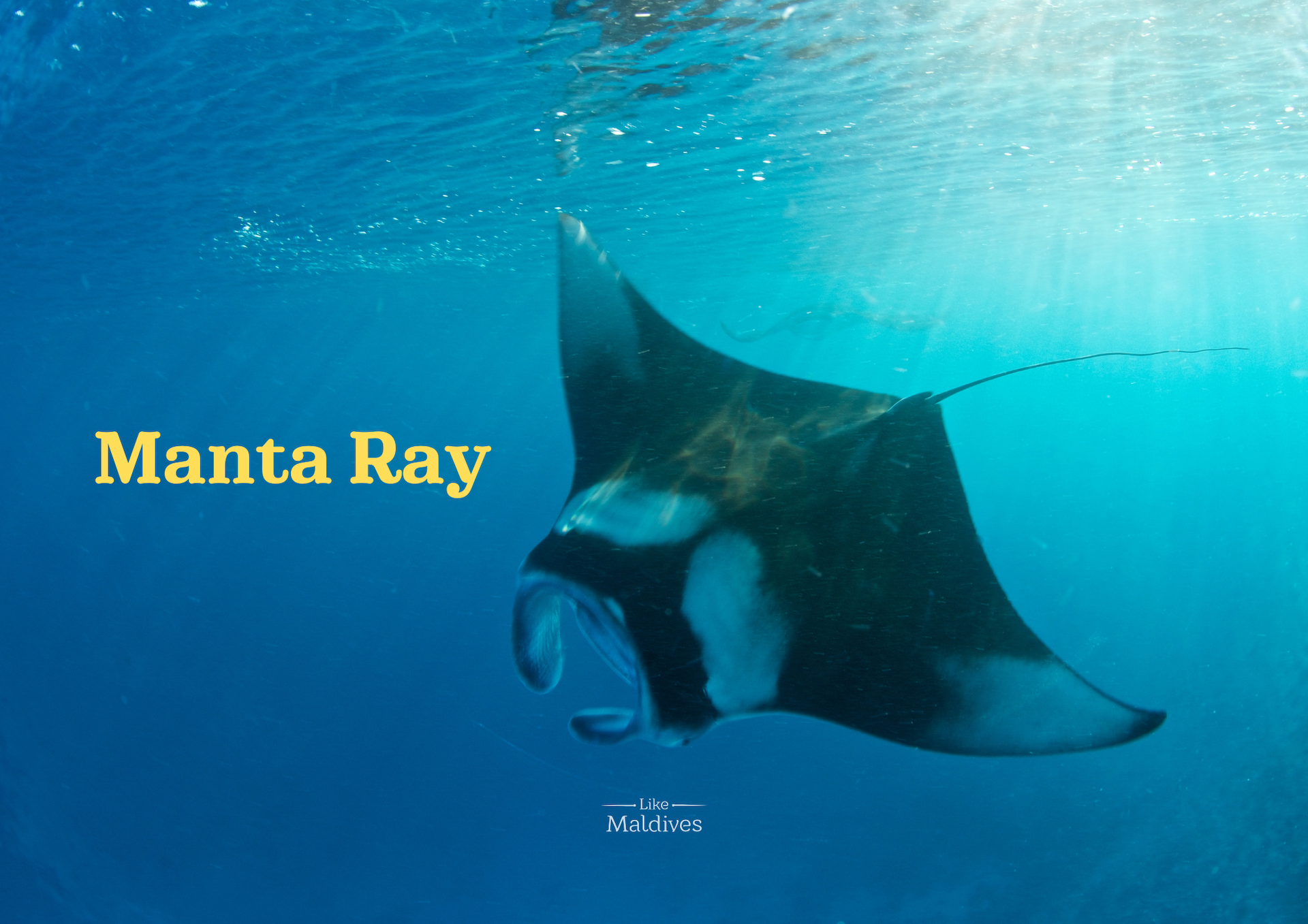 manta-ray