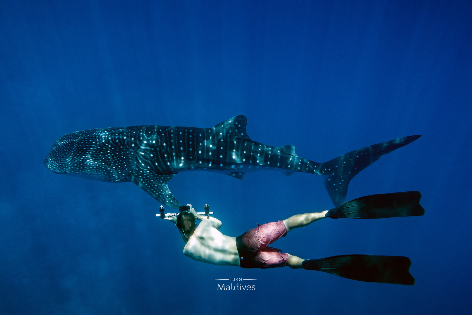 snorkeling-whale-shark-lux-south-ari-atoll