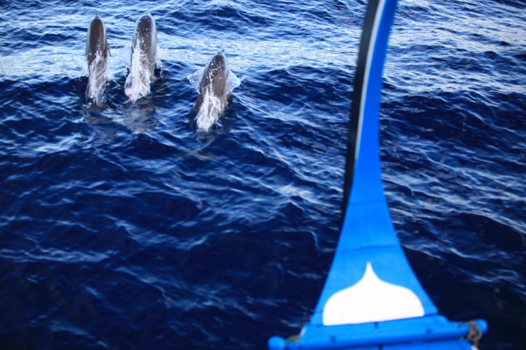 Six Senses Laamu Dolphin Cruise