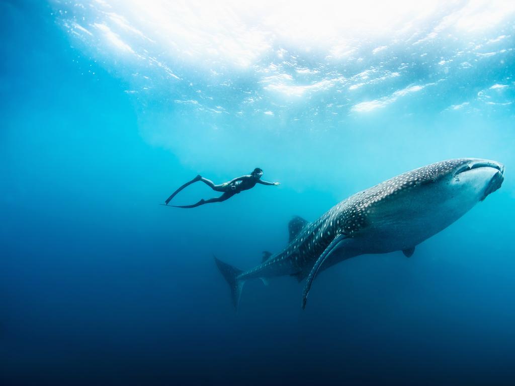 Niyama Private Islands Maldives Whale Shark Excursion