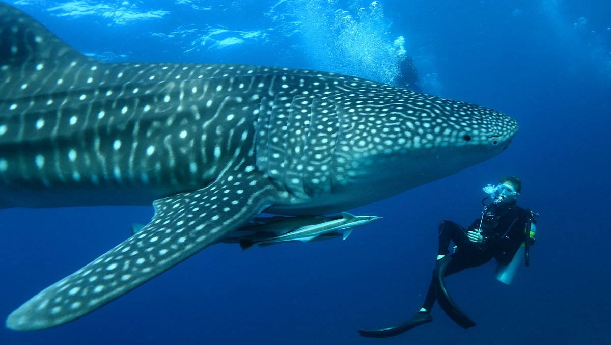 Mirihi Whale Shark Excursion