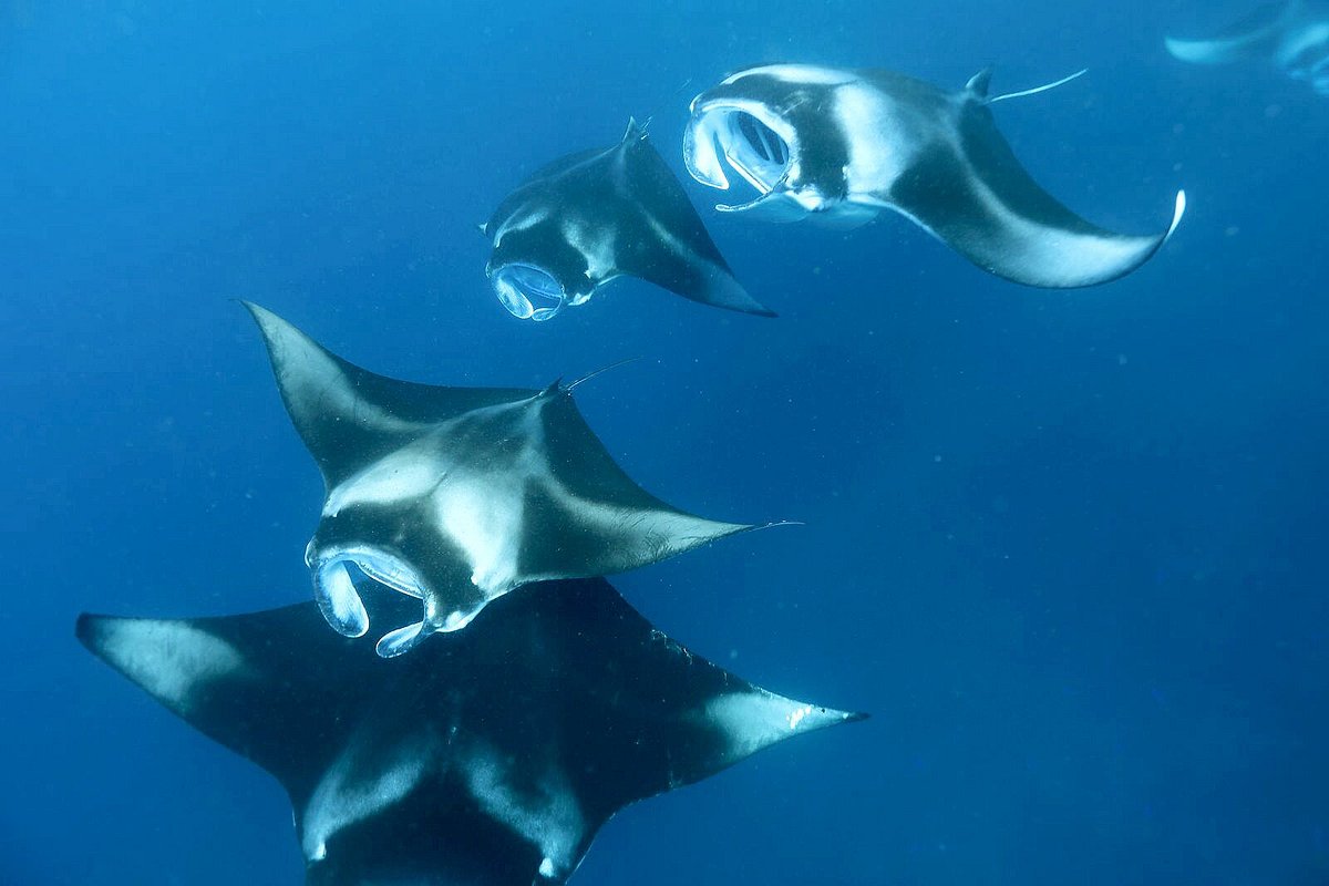 Mirih Manta Ray Excursion