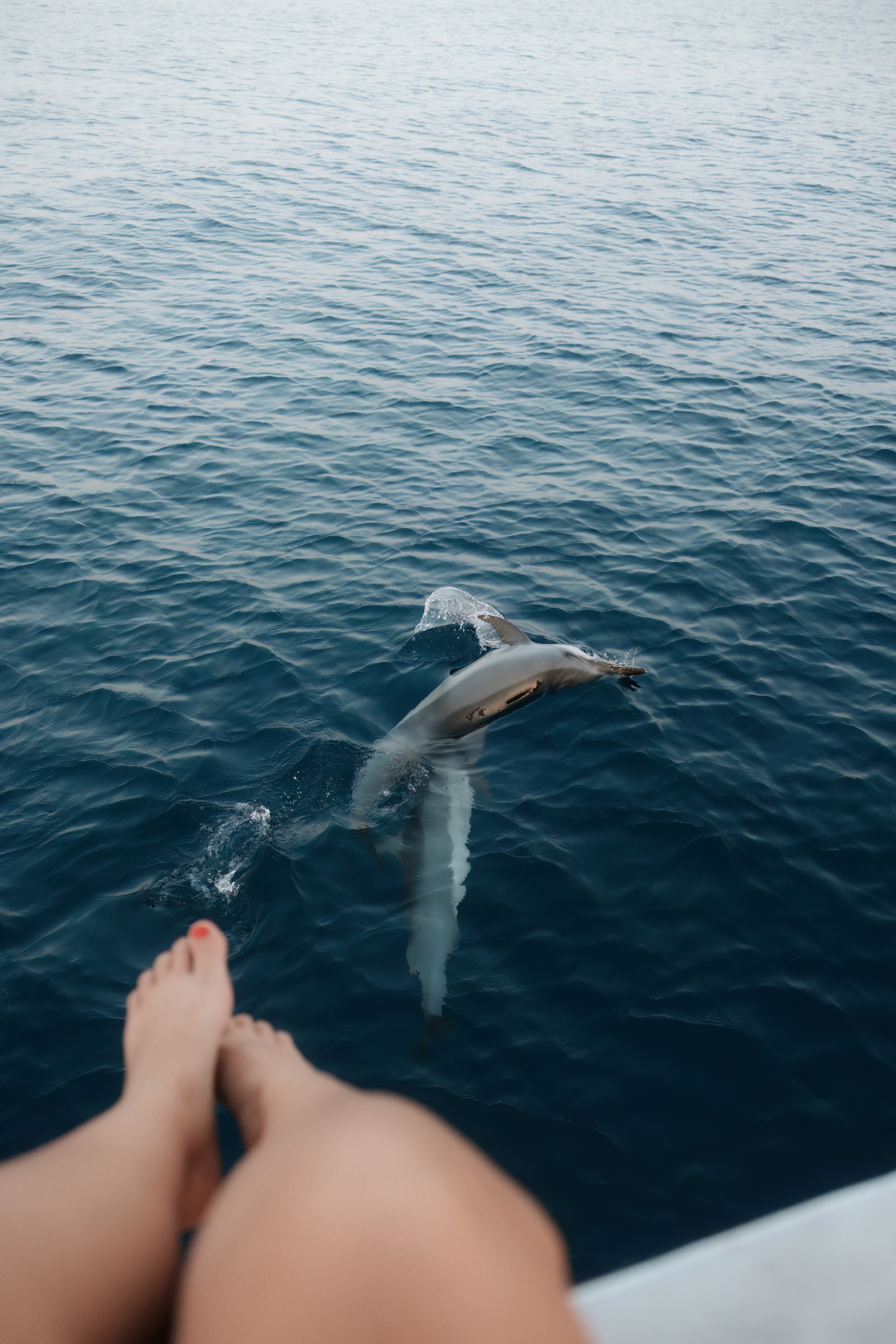 Adaaran_Hudhuranfushi_Dolphin_Cruise_2