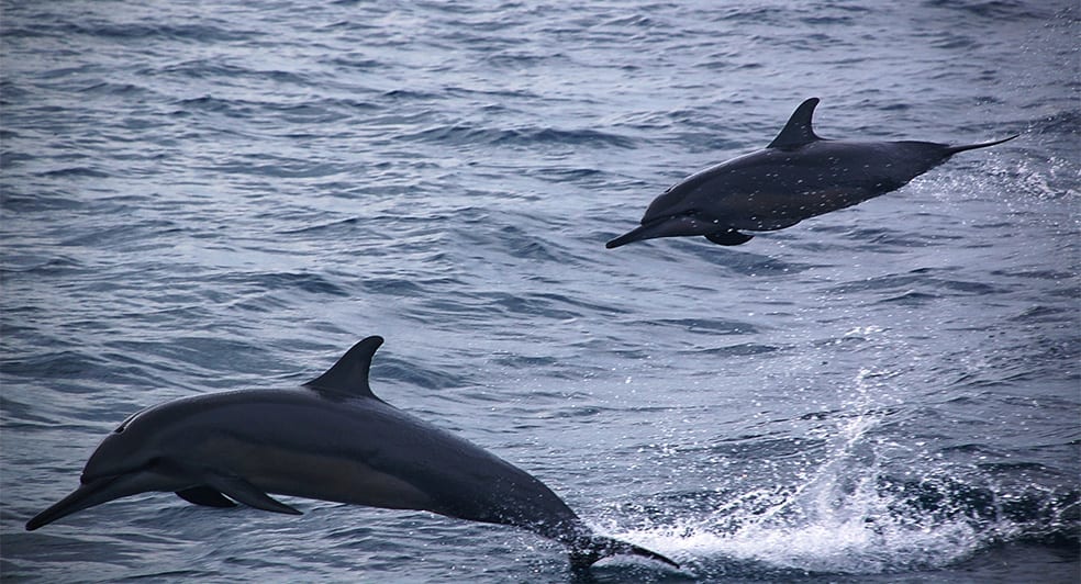 NH_Collection_Maldives_Havodda_Dolphin_Cruise