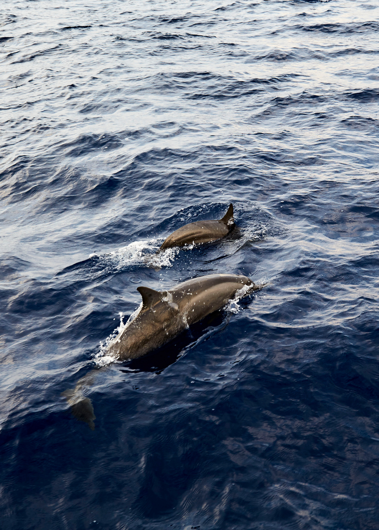 Soneva_Jai_Dolphin_Cruise