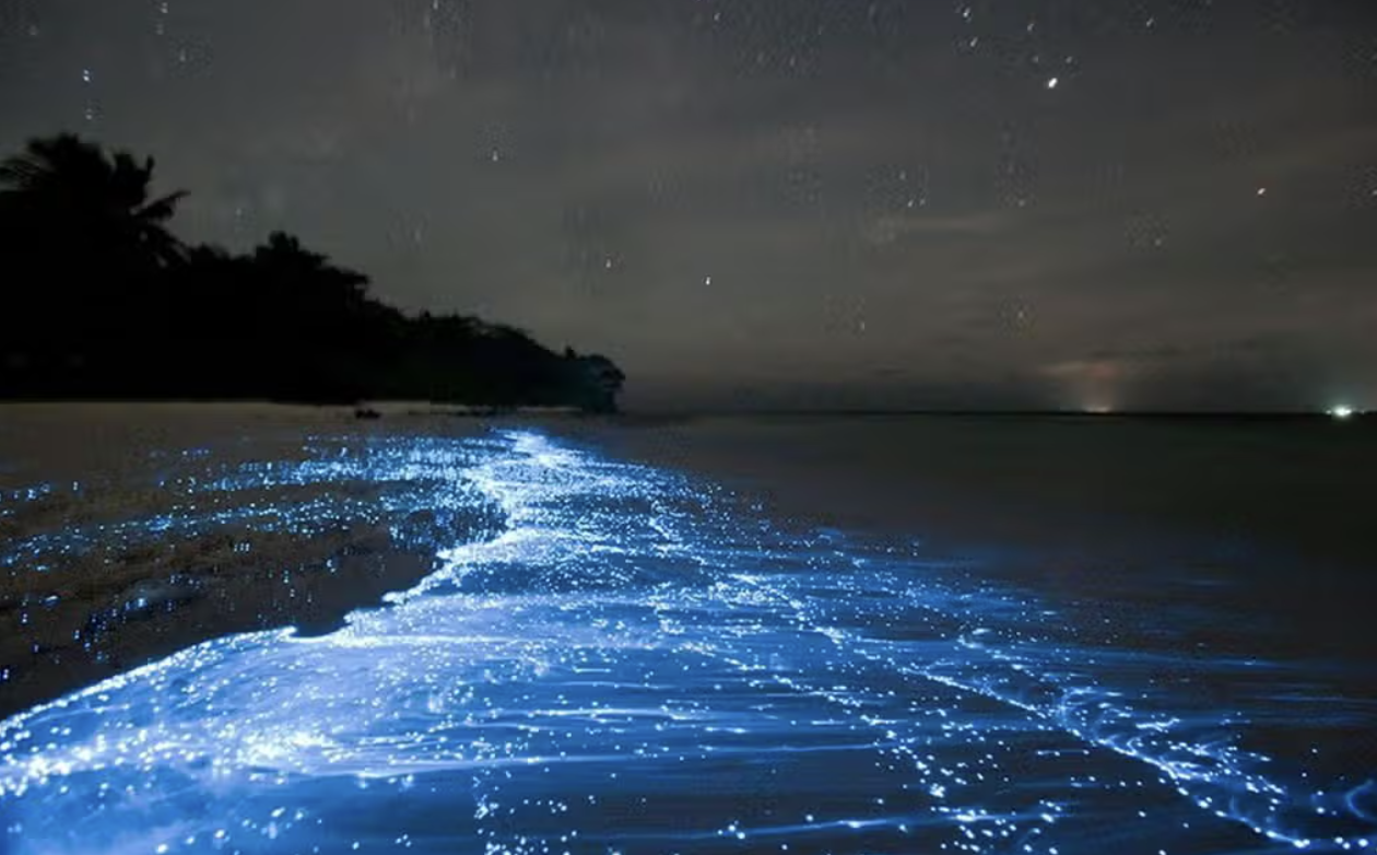 sea-of-star