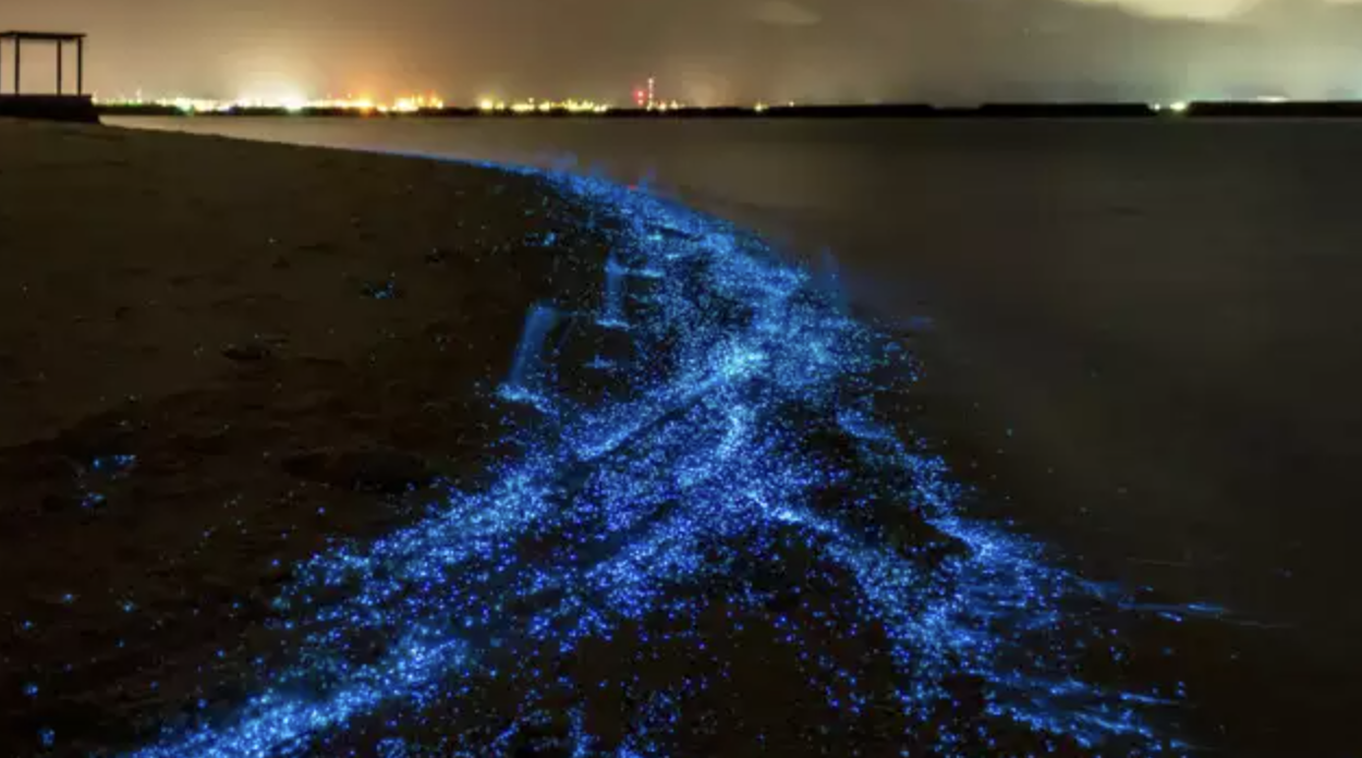 Bioluminescent-Plankton-in-vaadhoo-island