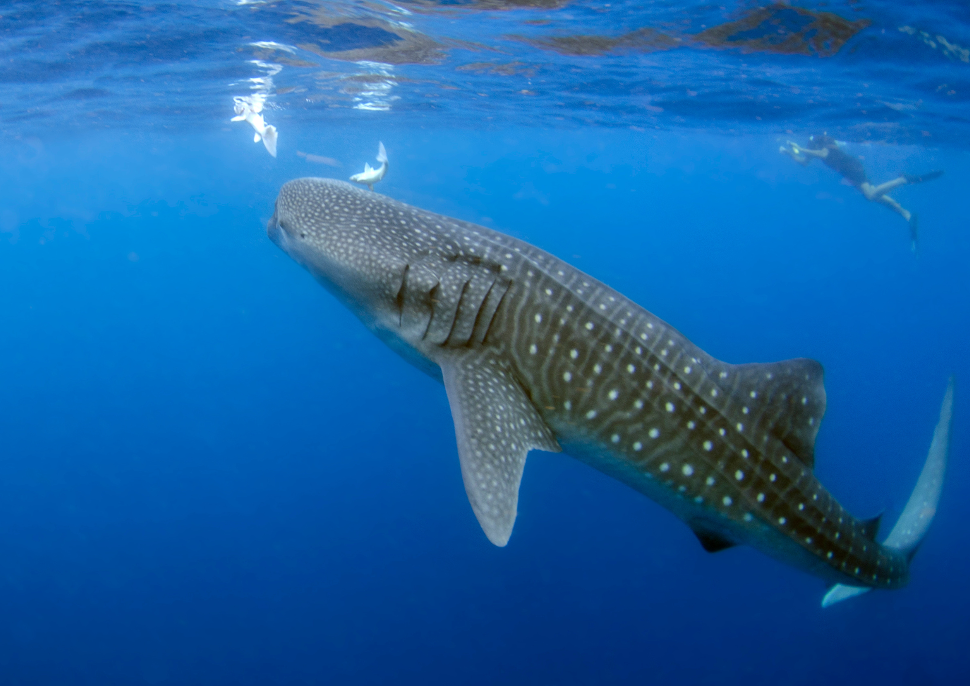 whale-shark-snorkeling