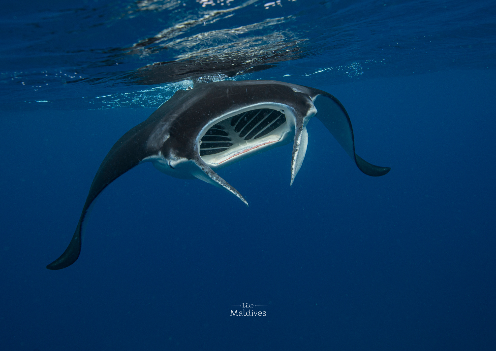 manta-ray-maldives