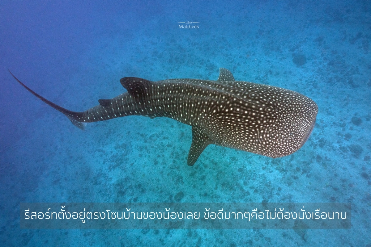 Barcelo_Maldives_Whale_Shark_Snorkeling_1