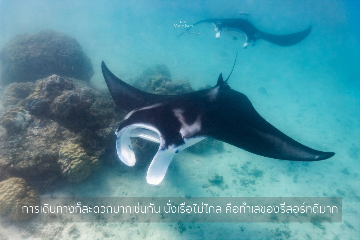 Barcelo_Maldives_Manta_Snorkeling_2