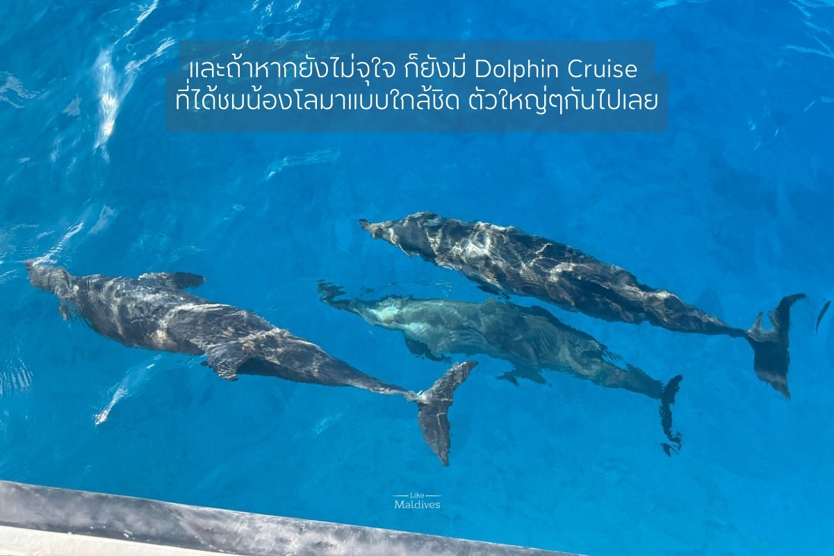 Barcelo_Maldives_Dolphin_Cruise_1