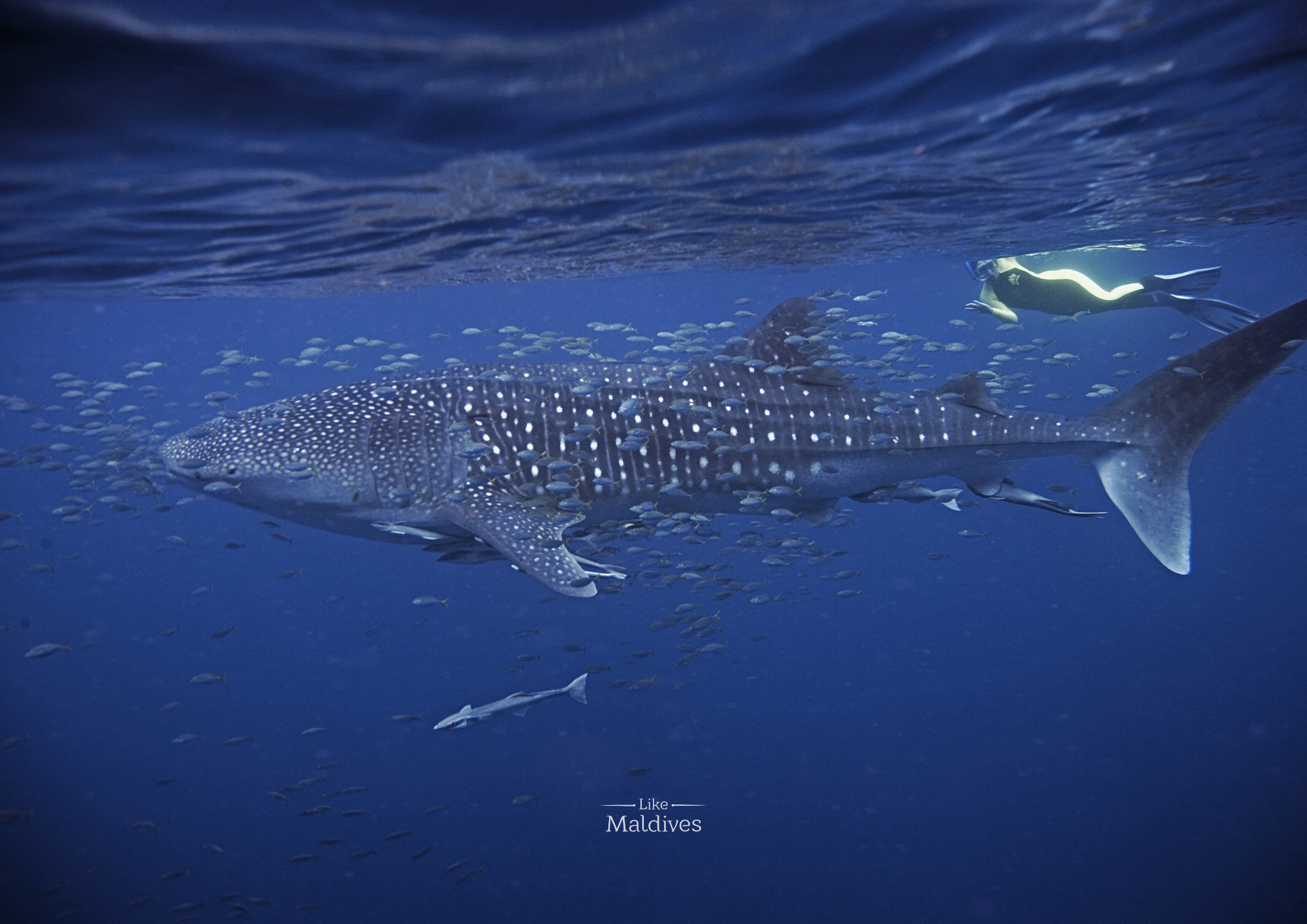 Whale-shark-snorkeling