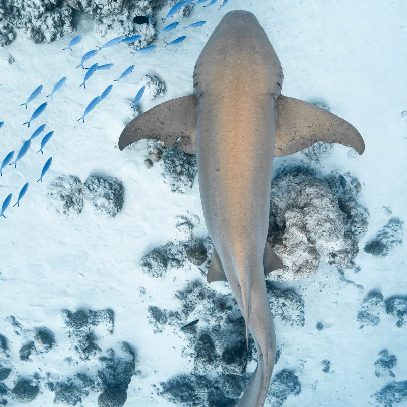 Como-Cocoa-Island-Snorkeling-with-Nurse-Shark