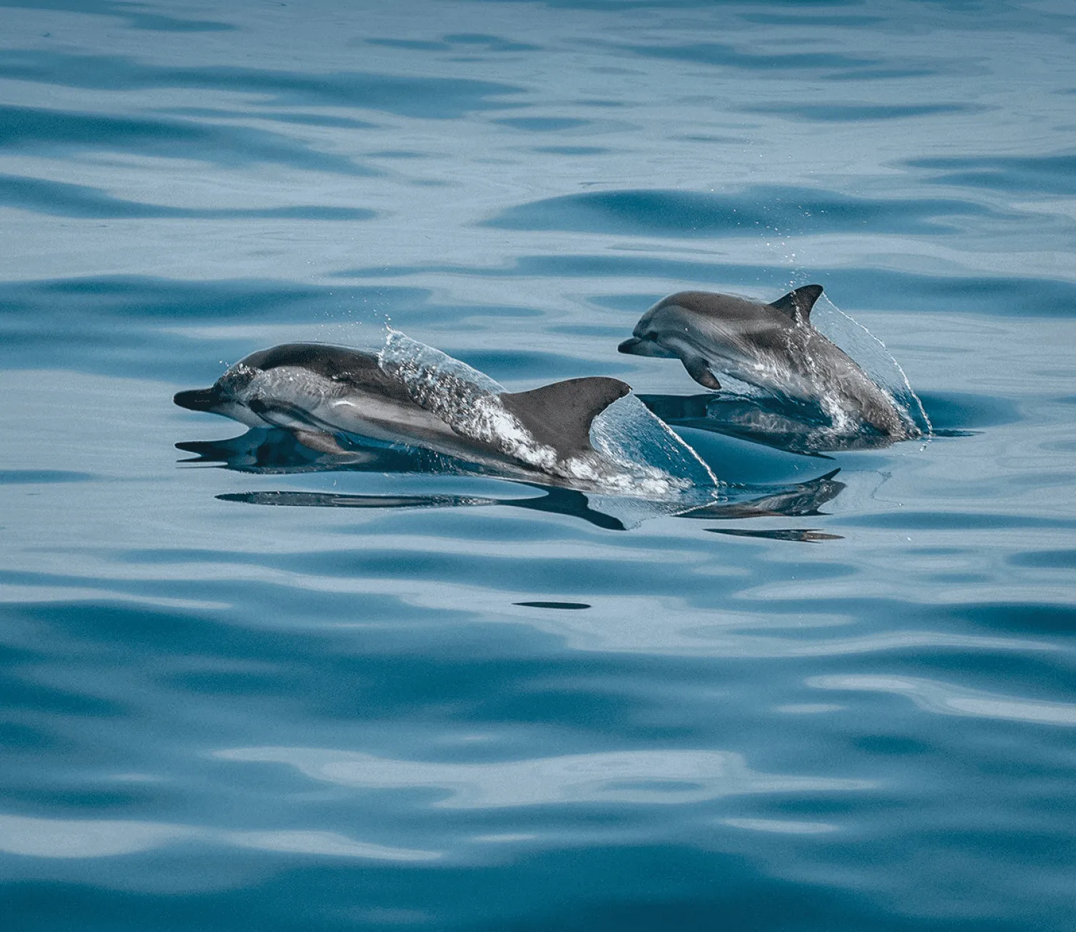 Huvafen-Fushi-Maldives-Dolphin-Cruise-1