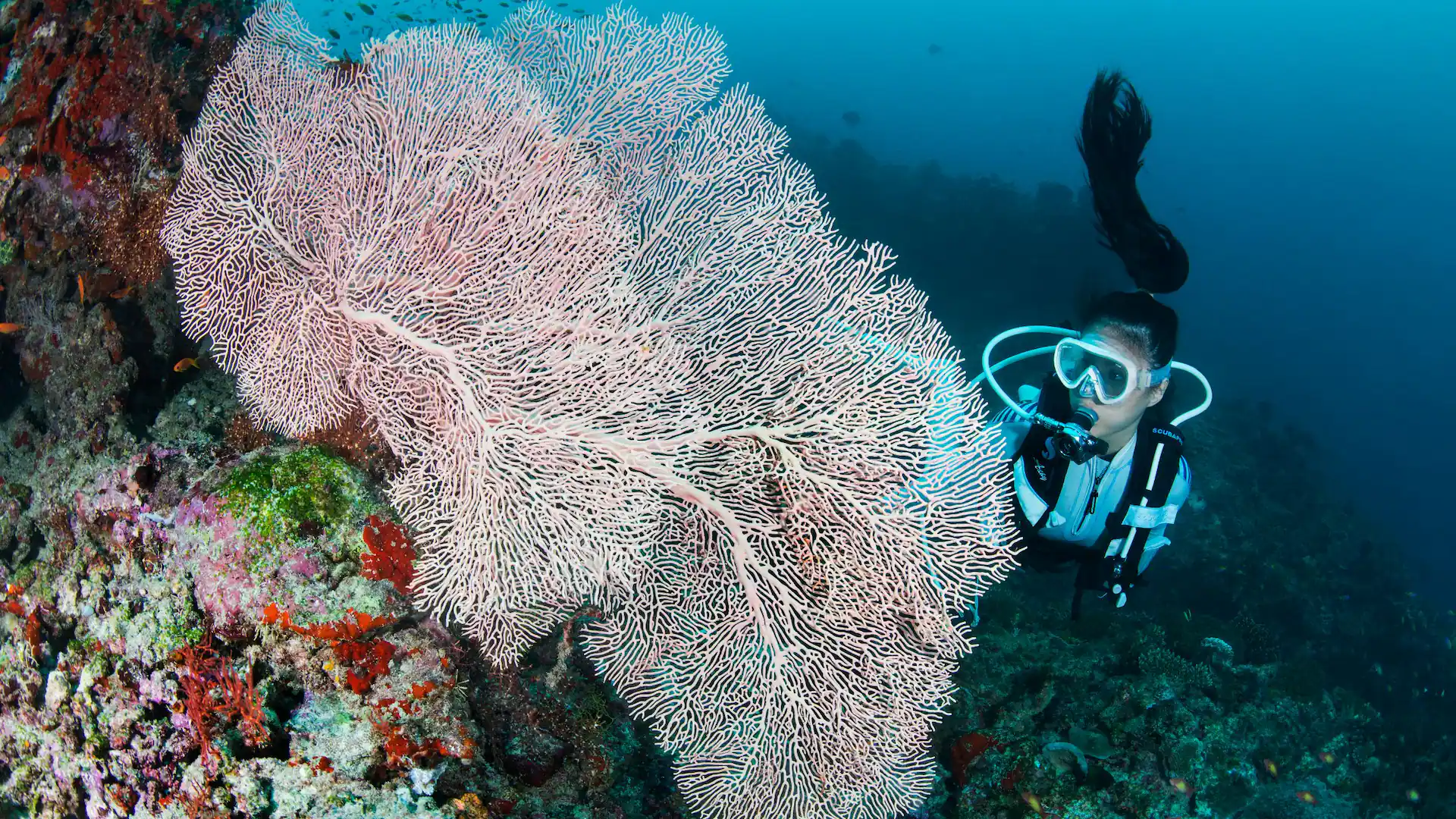 Allila-Kothaifaru-Maldives-Thila Tranquility – A Dive into Coral Serenity