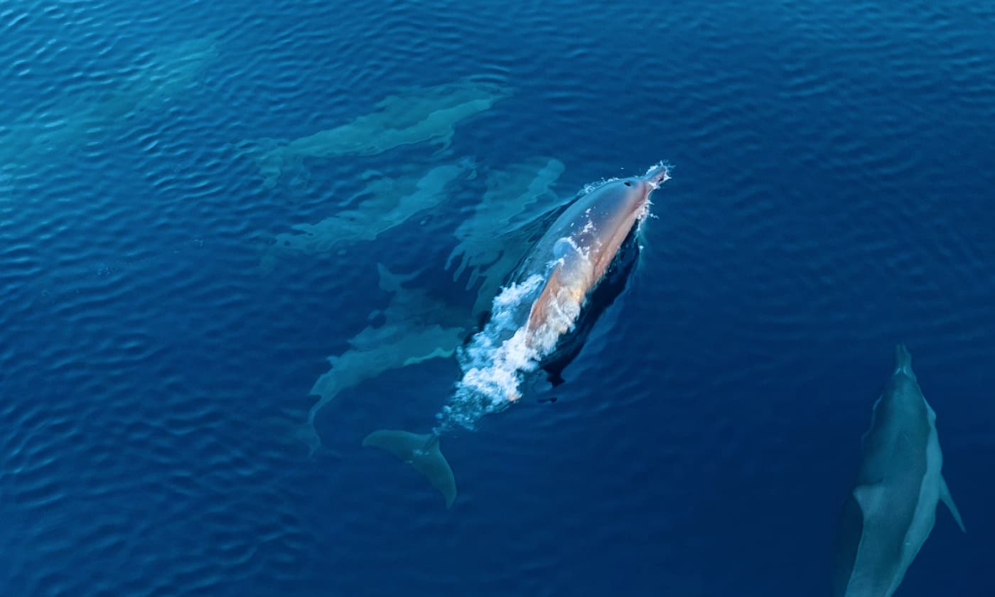 amilla-maldives-dolphin-cruise 