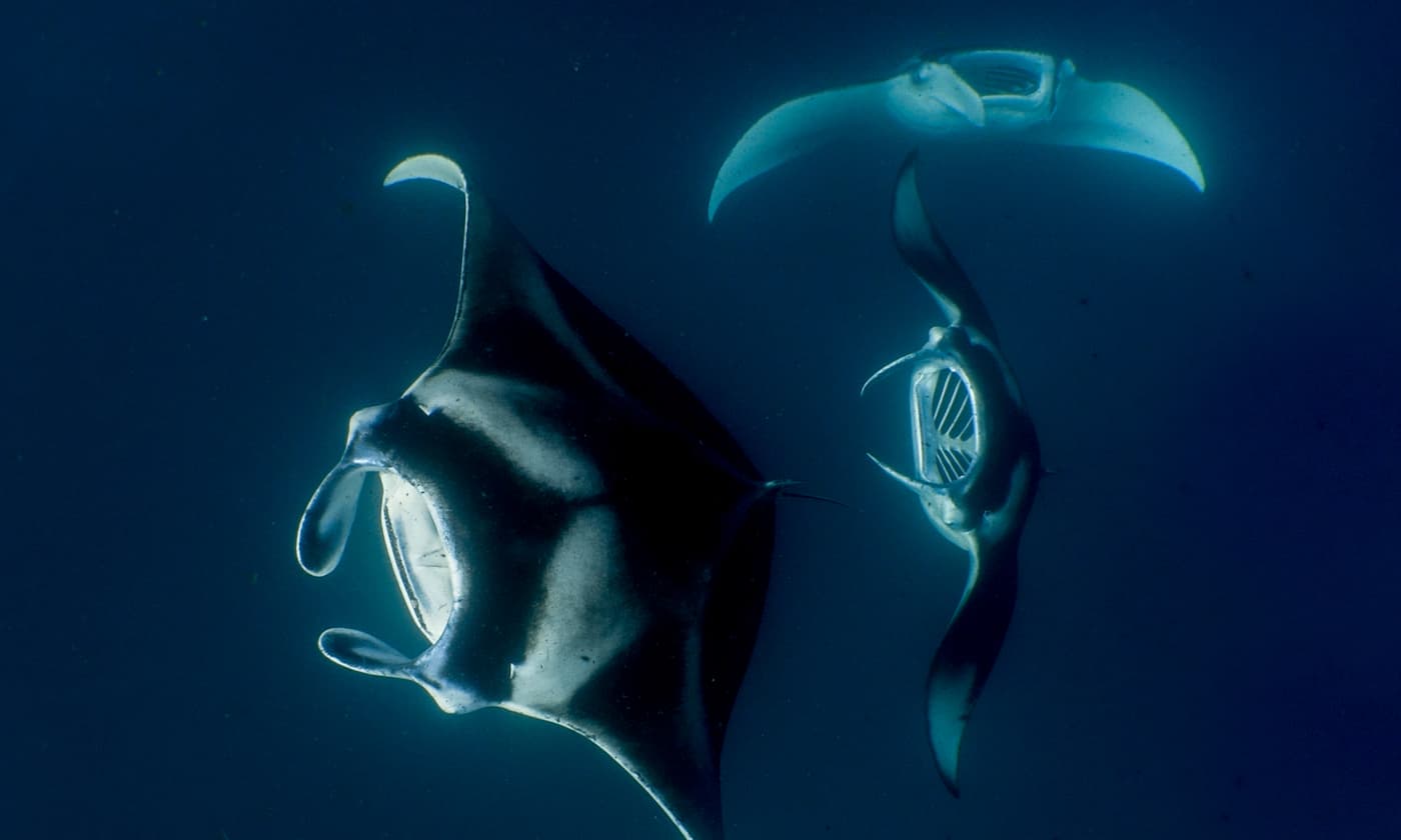amilla-maldives-manta-excursion