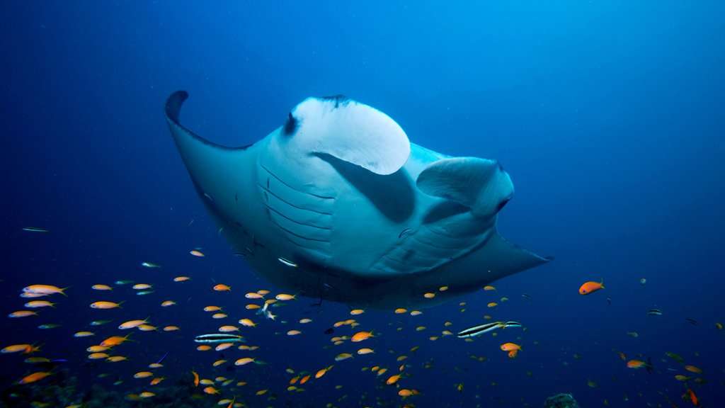 kudadoo-maldives-private-island-manta-excursion